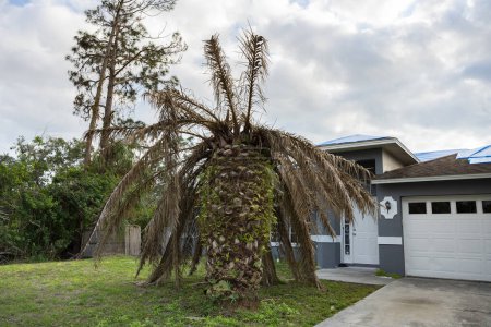 Téléchargez les photos : Palmier mort avec des branches sèches sur la maison de Floride arrière-cour. Concept d'enlèvement des arbres. - en image libre de droit