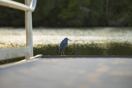 Photo for Little blue heron bird perching near lake water in Florida wetland. - Royalty Free Image