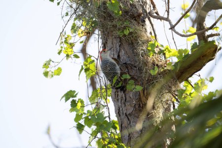 A red-bellied woodpecker bird perched on a tree branch in summer Florida woods.