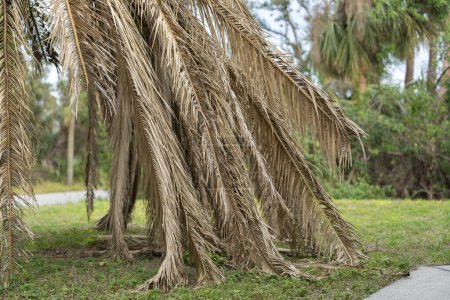 Téléchargez les photos : Palmier mort avec des branches sèches sur la maison de Floride arrière-cour. Concept d'enlèvement des arbres. - en image libre de droit