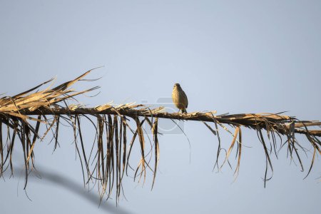 A Palm Warbler bird perched on a tree branch in Florida shrubbery.