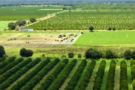 Aerial view of Florida farmlands with rows of orange grove trees growing on a sunny day.