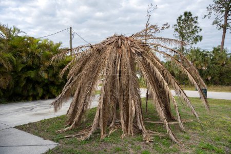 Dry dead palm tree on Florida home backyard.
