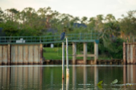 Little blue heron bird perching near lake water in Florida wetland.
