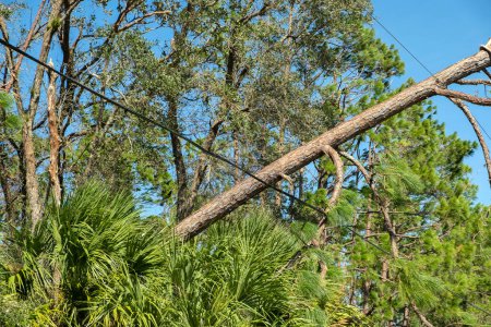 Panne d'électricité à la suite d'une catastrophe naturelle. Lignes électriques endommagées après que l'ouragan a cassé des branches d'arbre dans la banlieue de Floride.