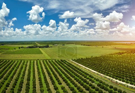 Orange grove in Florida rural farmlands with rows of citrus trees growing on a sunny day.