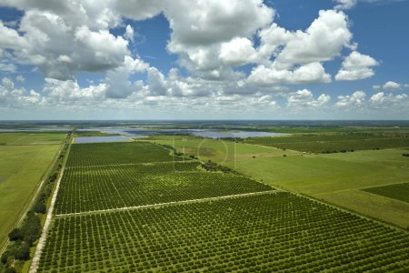 Citrus grove farmlands with rows of orange trees growing in rural Florida on a sunny day.