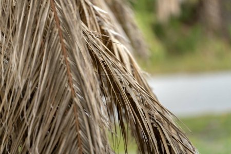 Téléchargez les photos : Palmier mort sec sur la Floride maison arrière-cour. - en image libre de droit