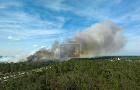 Foto de Enorme incendio forestal que arde severamente en los bosques de la selva de Florida. Llamas calientes en el bosque. Humo grueso subiendo. - Imagen libre de derechos