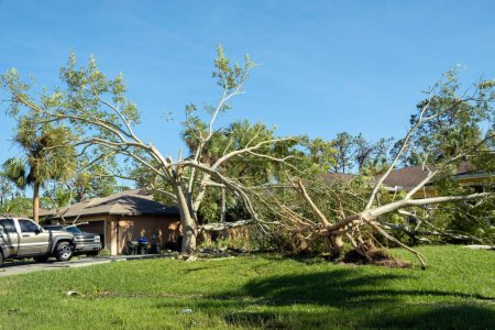 Enlèvement d'arbres après les dommages causés par l'ouragan dans la cour arrière de la maison en Floride. Tombé dans les débris après de forts vents de tempête tropicale. Conséquences des catastrophes naturelles.
