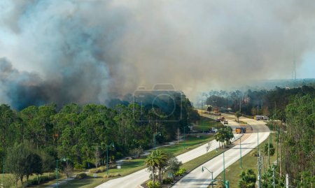 Foto de Bomberos del departamento de bomberos extinguiendo incendios forestales que arden severamente en los bosques de la selva de Florida. Vehículos de servicio de emergencia tratando de apagar llamas en el bosque. - Imagen libre de derechos