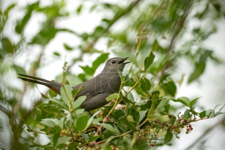 A Gray Catbird bird perched on a tree branch in summer Florida shrubs.