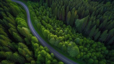 Photo for Curvy Road in Summer Pine Forest top Down Drone Photography. High quality photo - Royalty Free Image