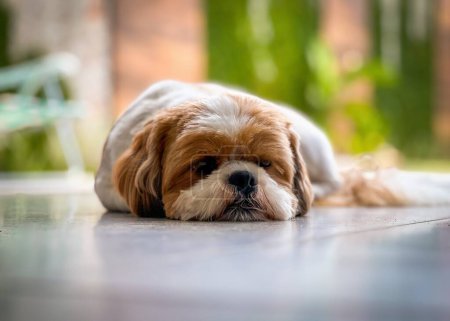 Téléchargez les photos : Um cachorro Shih Tzu deitado no cho, com a cabea entre as patas, parecendo triste ou descansando, com um fundo verde desfocado. - en image libre de droit