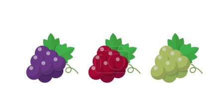 Téléchargez les illustrations : Trois couleurs de raisins, bande dessinée vecteur - en licence libre de droit