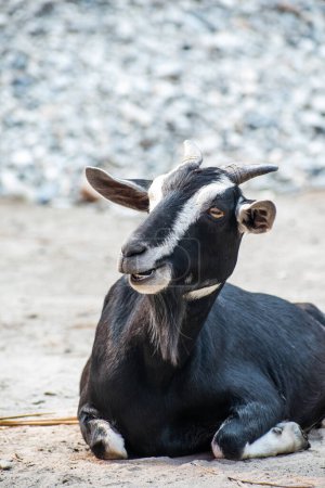 Photo for Billy goat in front of the feed house on the farm - Royalty Free Image