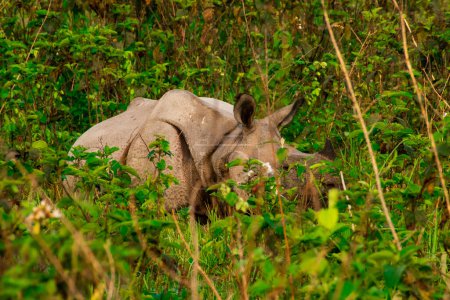 Photo for One-horned Rhinoceros in Assam-North Bengal India - Royalty Free Image