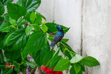 Téléchargez les photos : Le sunbird violet est un petit oiseau de la famille des sunbirds. - en image libre de droit
