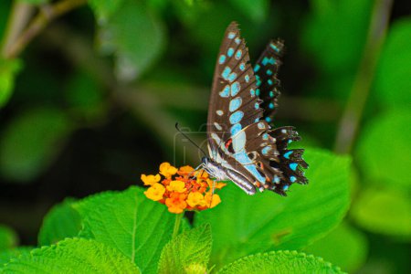 Photo for Brown Dotted Butterfly Beautiful, Natural pastel background. Morpho butterfly and dandelion - Royalty Free Image