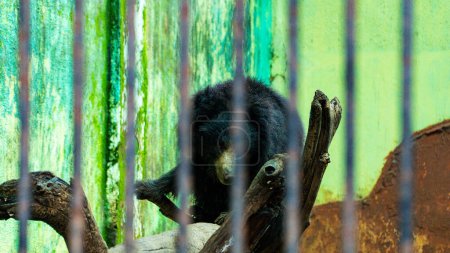 Photo for The sloth bear, also known as the Indian bear, is a myrmecophagous bear species native to the Indian at zoo - Royalty Free Image