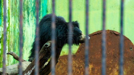 Photo for The sloth bear, also known as the Indian bear, is a myrmecophagous bear species native to the Indian at zoo - Royalty Free Image