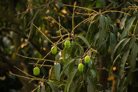 Green Mangoes on the Tree branch Special Summer fruits 