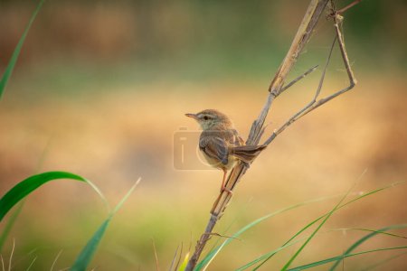 a small plain prinia bird perched at the end of a wood. common tailorbird 