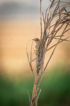 un pequeño pájaro príncipes llano encaramado al final de un bosque. sastre común 