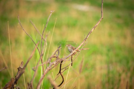 ein kleiner schlichter Prachtvogel, der am Ende eines Waldes thront. Schneidervogel 