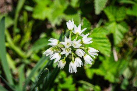 crowpoison and false garlic flower at valley of flowers Nanda Devi National Park