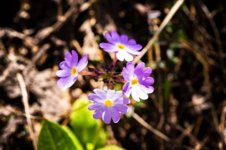 Foto de PRIMULA DENTICULATA (JAIBEEZ) Flor del Himalaya del Valle de las Flores Parque Nacional de Nandadevi - Imagen libre de derechos
