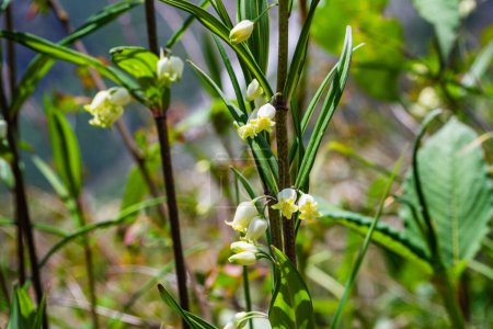 Téléchargez les photos : Polygonatum cirrhifolium fleur blanche à la vallée de la Fleur nandadevi parc national Uttarakhand - en image libre de droit