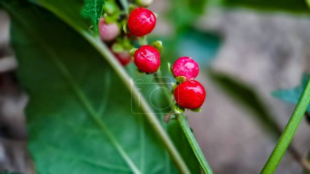 Photo for Embarrassing Rivina or Pigeonberry or Bloodberry, shot in the morning macro in the garden - Royalty Free Image