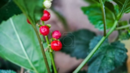 Photo for Background out of focus Embarrassing Rivina or Pigeonberry or Bloodberry, shot in the morning macro in the garden - Royalty Free Image