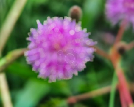Photo for Background out of focus Mimosa strigillosa is a member of the original and perennial pea family, the Fabaceae family. Growing on the edge of a beautiful rice field in the macro - Royalty Free Image