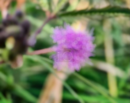 Photo for Background out of focus Mimosa strigillosa is a member of the original and perennial pea family, the Fabaceae family. Growing on the edge of a beautiful rice field in the macro - Royalty Free Image