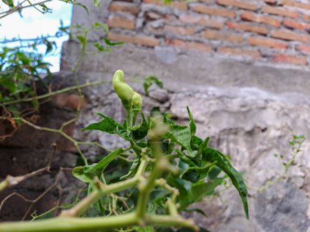 Foto de Cayena hojas de pimienta dañadas debido a ataques de plagas, los agricultores experimentan pérdidas durante la cosecha de chile en Indonesia - Imagen libre de derechos