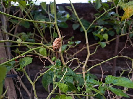Foto de Cayena hojas de pimienta dañadas debido a ataques de plagas, los agricultores experimentan pérdidas durante la cosecha de chile en Indonesia - Imagen libre de derechos