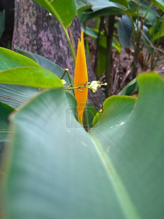 Photo for Heliconias are one of the most tropical plants. It is a must to have in the garden to create a tropical paradise. The varieties Heliconia psittacorum form a group of Heliconias - Royalty Free Image