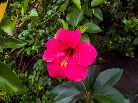 beautiful red hibiscus flower on a tree with blurred background, shot of a sunny morning in a home garden