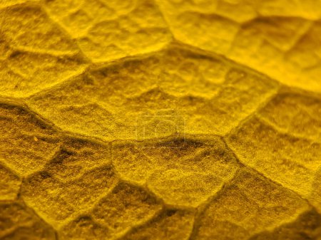 Téléchargez les photos : Macro texture de feuilles de bougainvilliers verts, adapté pour fond d'écran - en image libre de droit