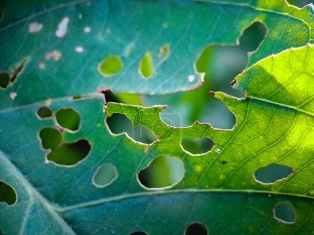 Photo for Green leaves with holes because they are eaten by pests and beetles background green blur. - Royalty Free Image