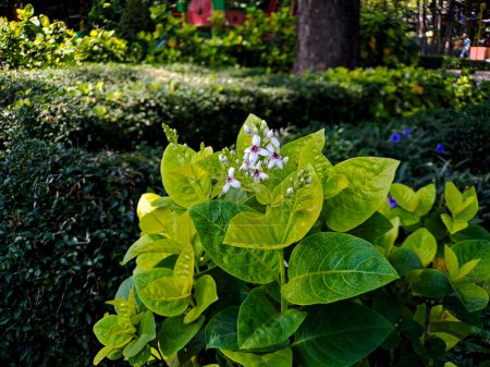 Photo for The pseuderanthemum reticulatum is a fast growing flower that is perfect for adding a touch of elegance to your landscaping - Royalty Free Image