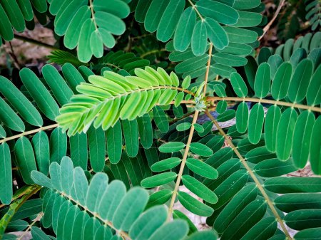 Foto de Sesbania grandiflora es una especie de planta fanerógama perteneciente a la familia Fabaceae. Es nativa de regiones tropicales y subtropicales de África, Asia y Oceanía. - Imagen libre de derechos