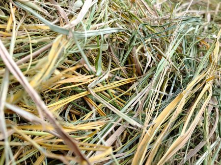 Photo for Yellow Green Paddy Damen Background - Royalty Free Image