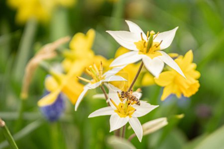 Abeille sur une plante jaune colorée Plantes pollinisatrices occupées avec du pollen au printemps