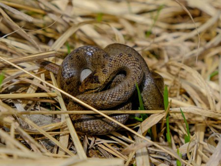 Téléchargez les photos : Jeune serpent d'herbe mangeant un ver lent, photographié en Allemagne par une journée ensoleillée. - en image libre de droit