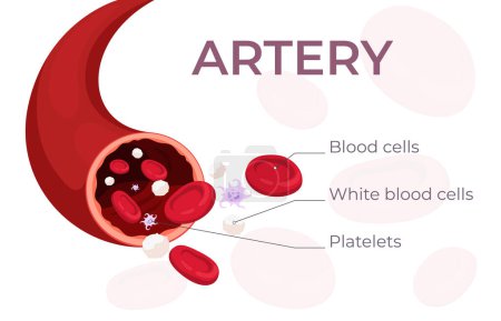 Téléchargez les illustrations : Une artère avec du sang dans la section. Le système circulatoire est ses composants. globules rouges, globules blancs, plaquettes, lymphocytes en bande dessinée. - en licence libre de droit