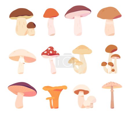 Cartoon mushrooms. Poisonous and edible mushrooms. Types of forest wild mushrooms.