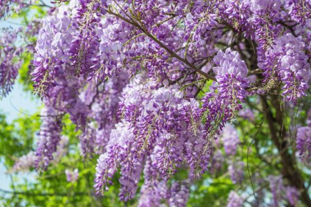 Spring Chinese wisteria flowers blooming. Blue rain Wisteria blossom. Nature background
